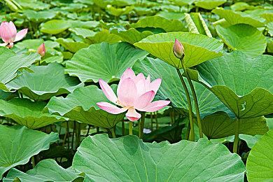 回合制卡牌对战游戏《疯狂之门：重新开张》现已在新品节推出试玩Demo